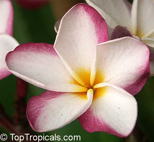 Plumeria Pink Fancy, grafted