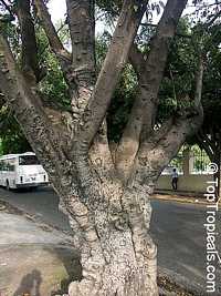 Ficus sp