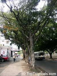 Ficus sp