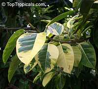 Ficus elastica Tricolor