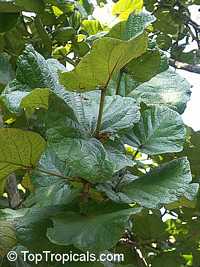 Coccoloba pubescens