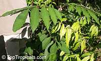Nephelium ramboutan-ake (philippense)