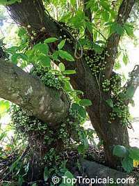 Ficus nota 