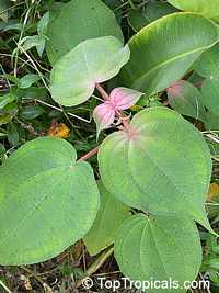 Melastomataceae
