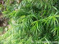 Freycinetia cumingiana (multiflora)