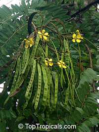 Fabaceae tree