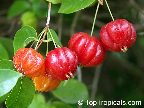 www.TopTropicals.com - rare plants for home and garden