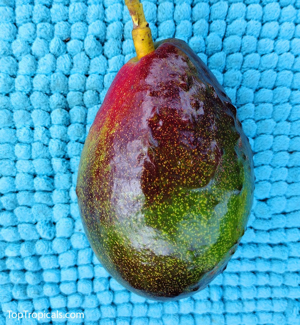 Is there such thing as a Rainbow Avocado?