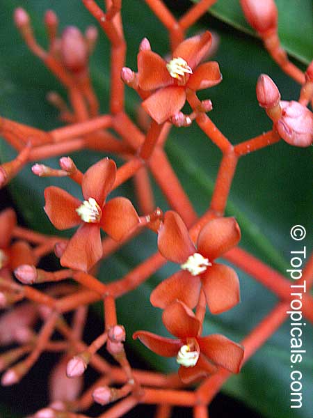 Medinilla scortechinii - Orange Spike