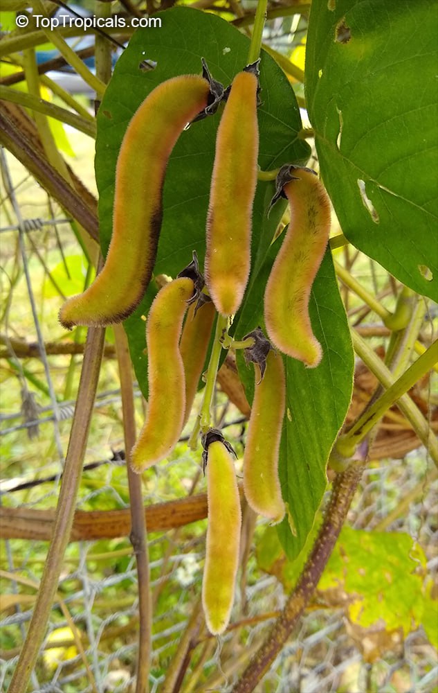 Mucuna pruriens, Velvet Bean, Purple Jade Vine - beans