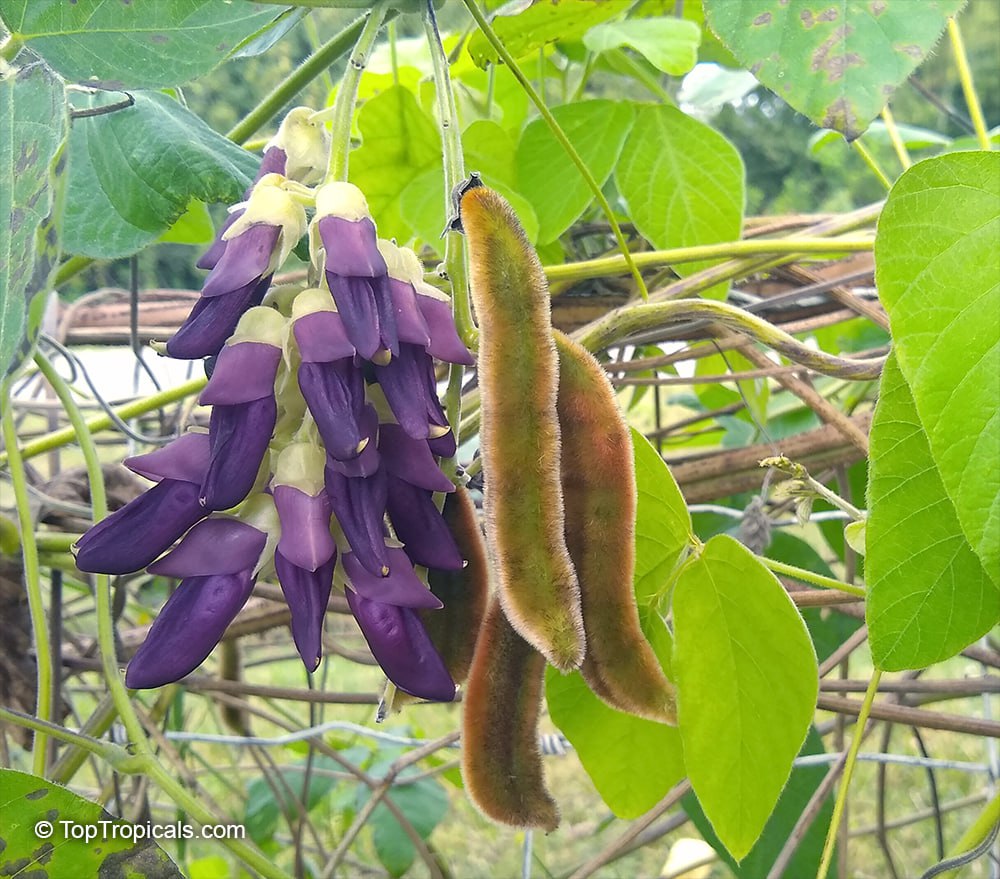 Mucuna pruriens, Velvet Bean, Purple Jade Vine - beans, flowers