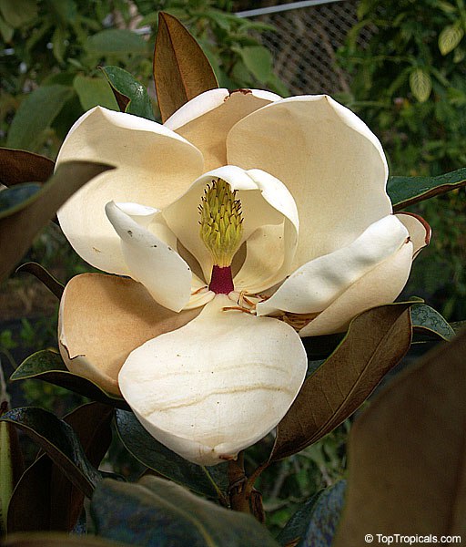 Little Gem Magnolia - Magnolia grandiflora - Southern Magnolia, flower