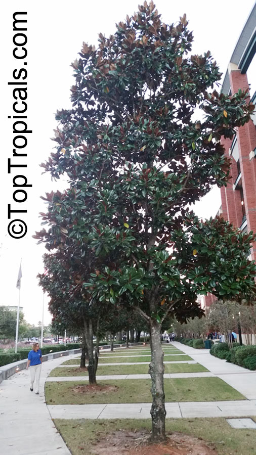 Little Gem Magnolia - Magnolia grandiflora - Southern Magnolia, tree