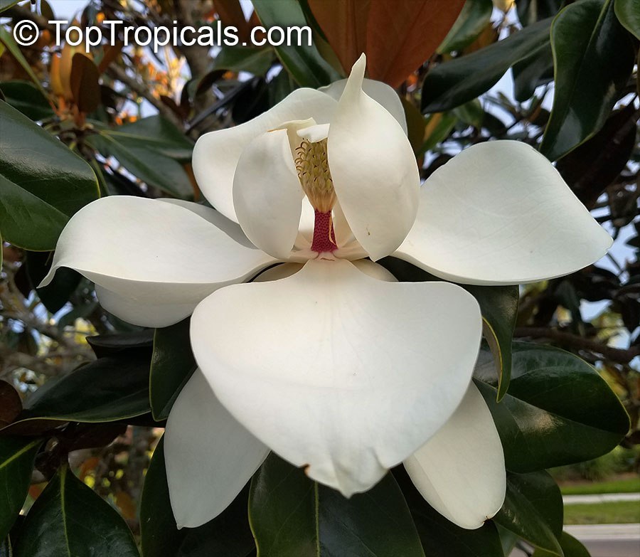 Little Gem Magnolia - Magnolia grandiflora - Southern Magnolia, flower