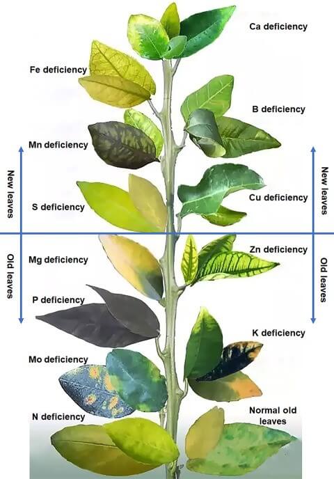 Why my plant turned yellow? And why plants need Micronutrients? The answer is: 