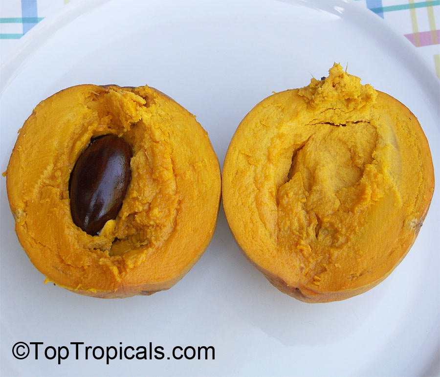 
Pouteria campechiana, Canistel Tree, or Eggfruit