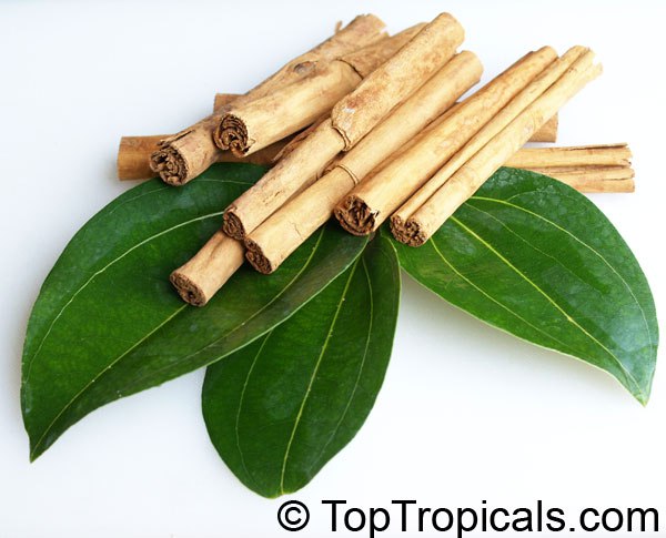 Cinnamon tree, or Cassia Cinnamon, Cinnamomum aromaticum 