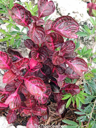 How to make perfect ground cover: this colorful house plant thrives outdoors!