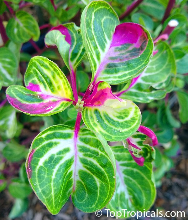 How to make perfect ground cover: this colorful house plant thrives outdoors!