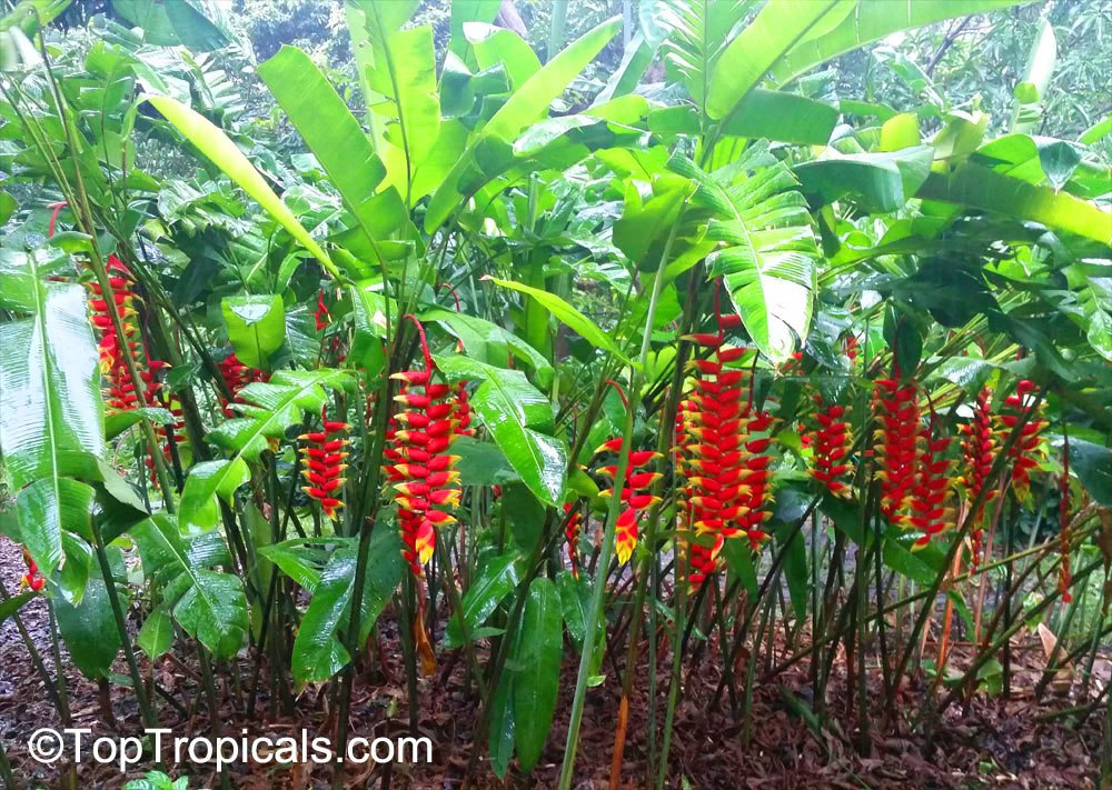 Heliconia rostrata - Lobster Claw.