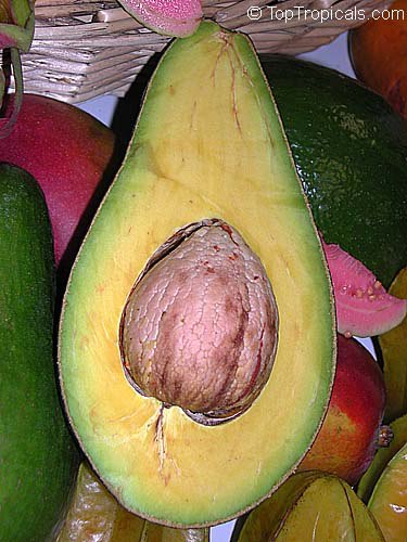 Lula Avocado 