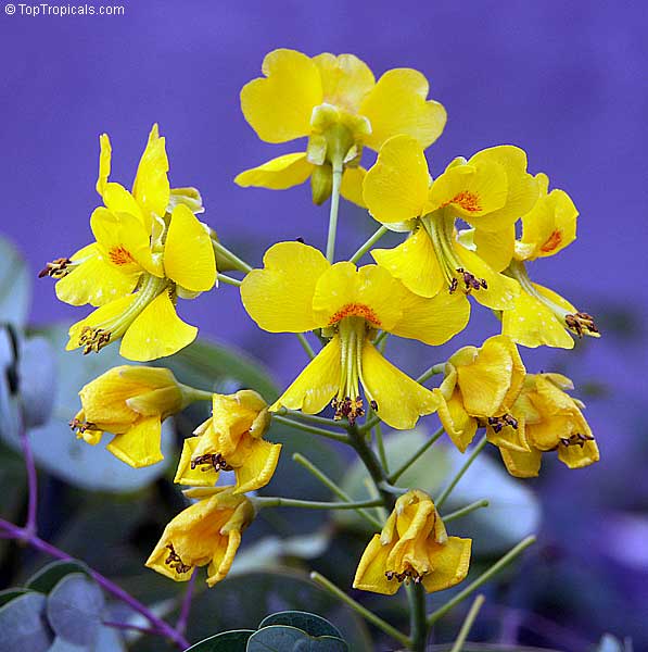 Caesalpinia mexicana - Mexican Bird of Paradise