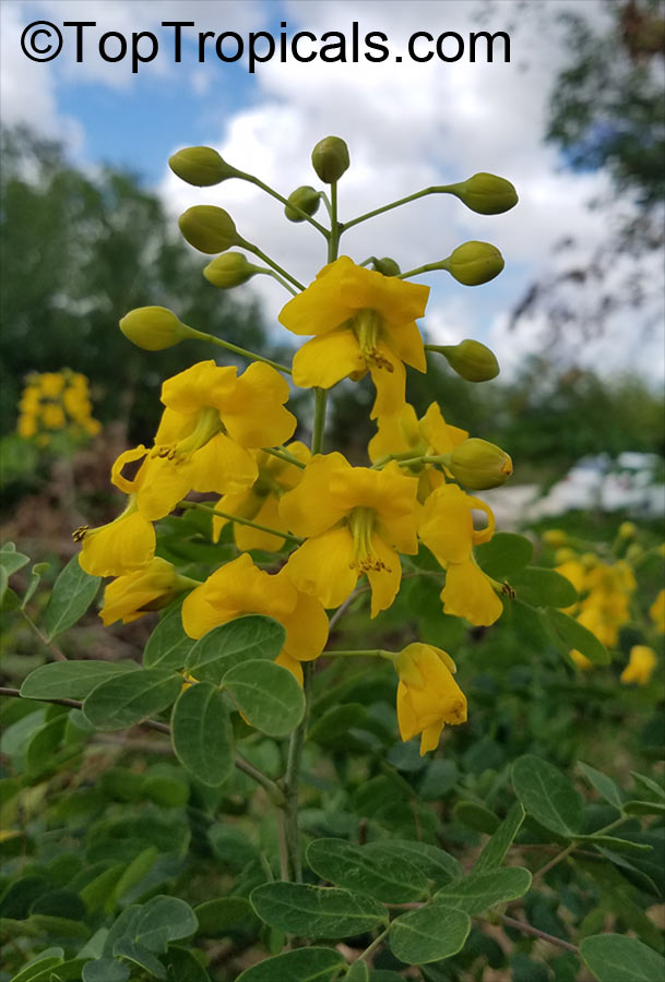 Caesalpinia mexicana - Mexican Bird of Paradise