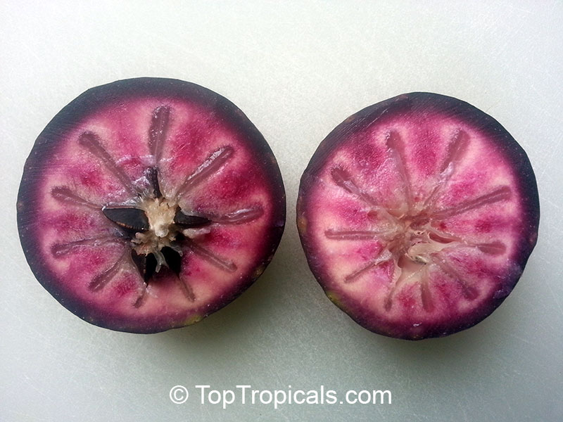 Caimito Star Apple (Chrysophyllum cainito) 