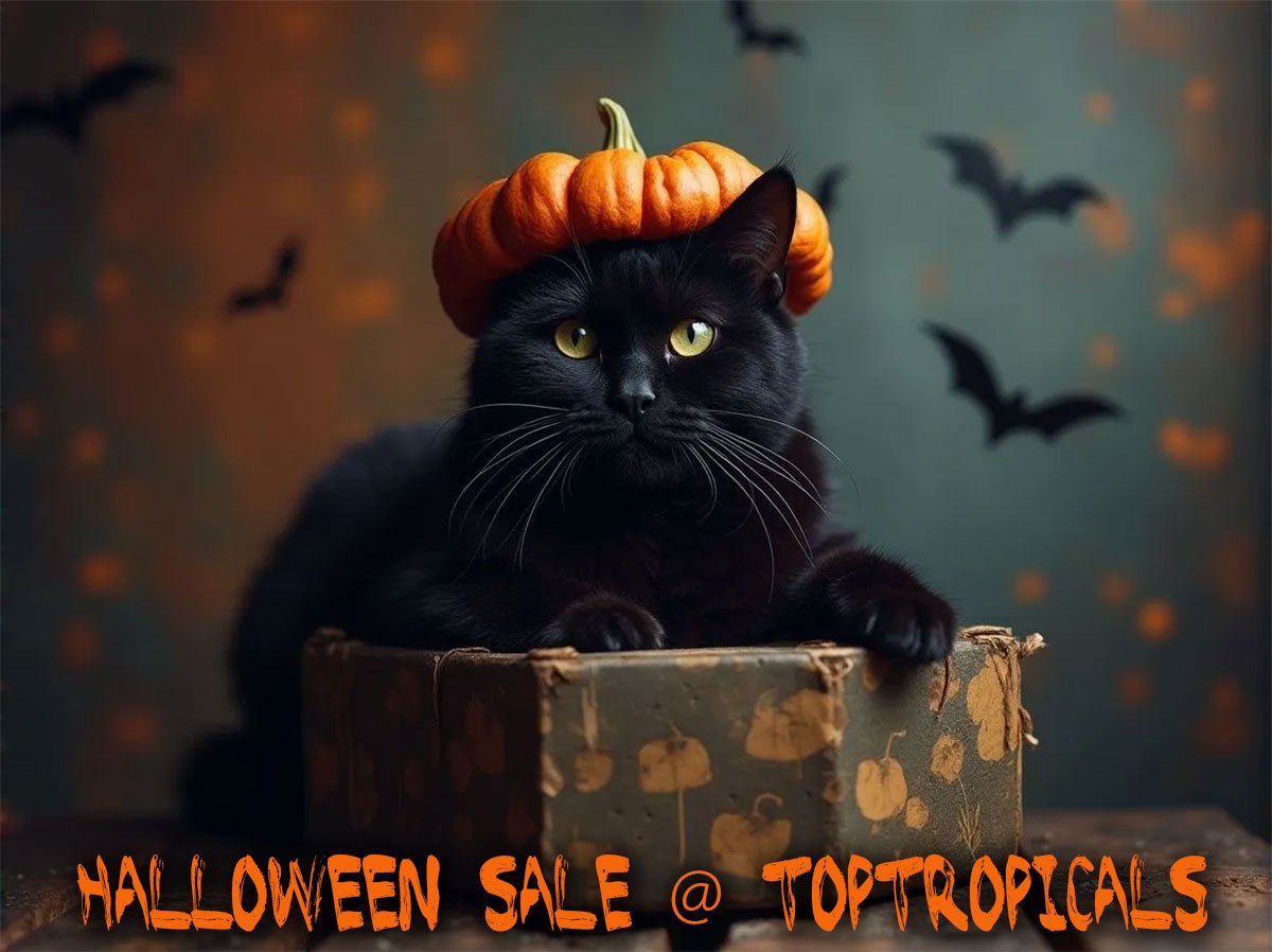 Spooktacular Halloween Sale!