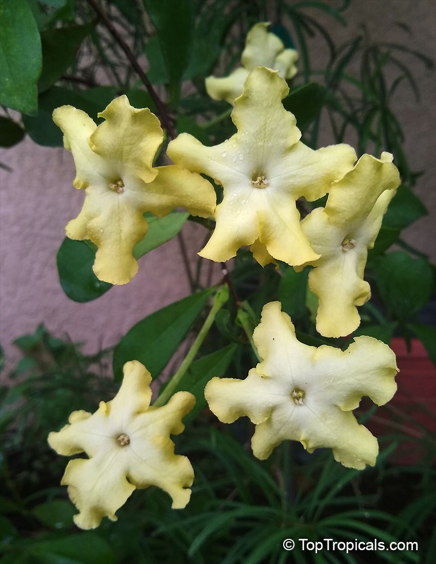 What is the most popular fragrant Lady of the Night What is the most popular fragrant Lady of the Night