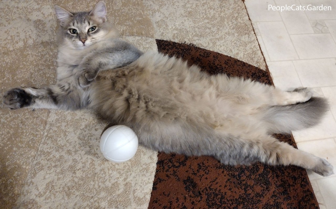 What is your cat What is your cat