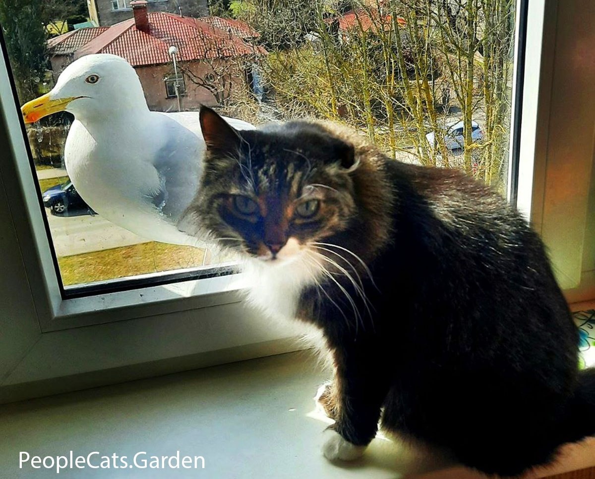 What is your cat What is your cat
