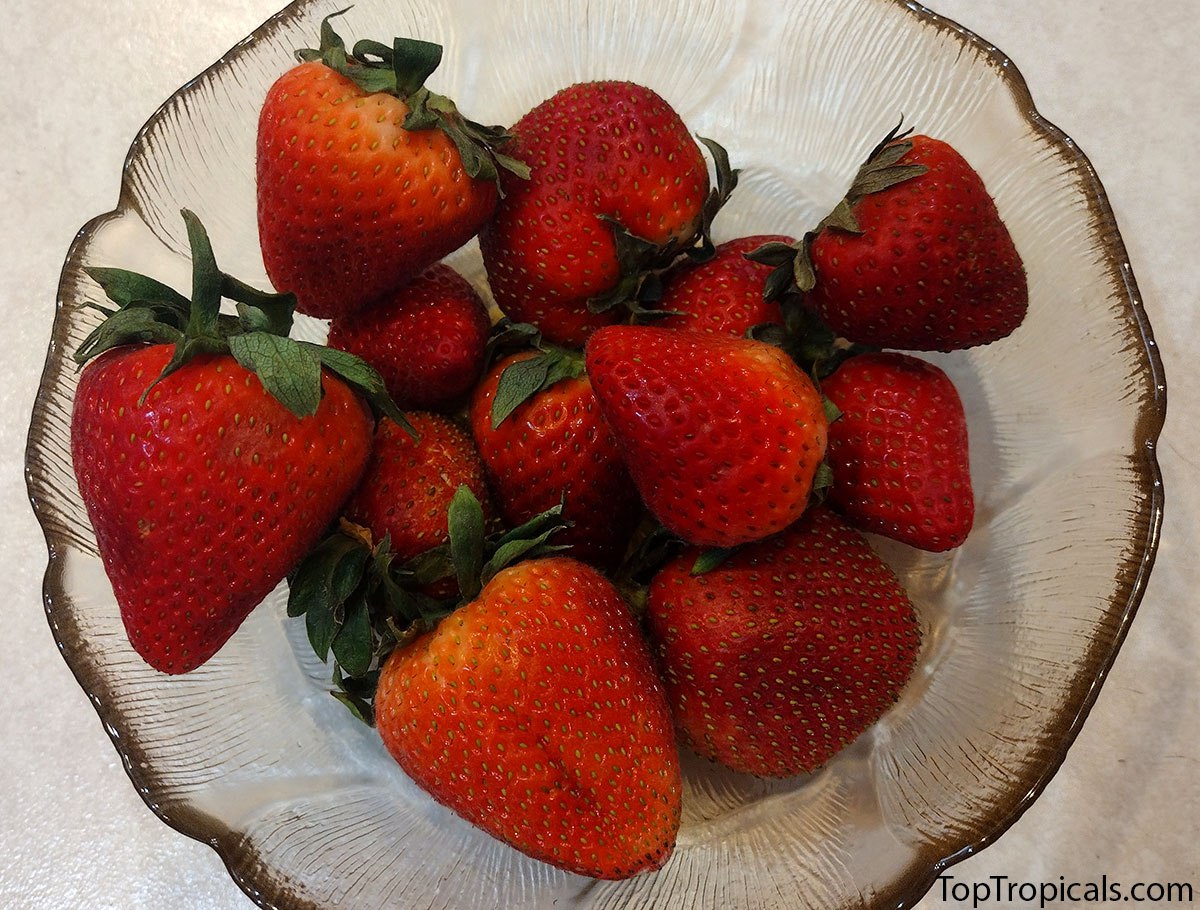 What is better - Strawberry or Strawberry Tree Fruit?