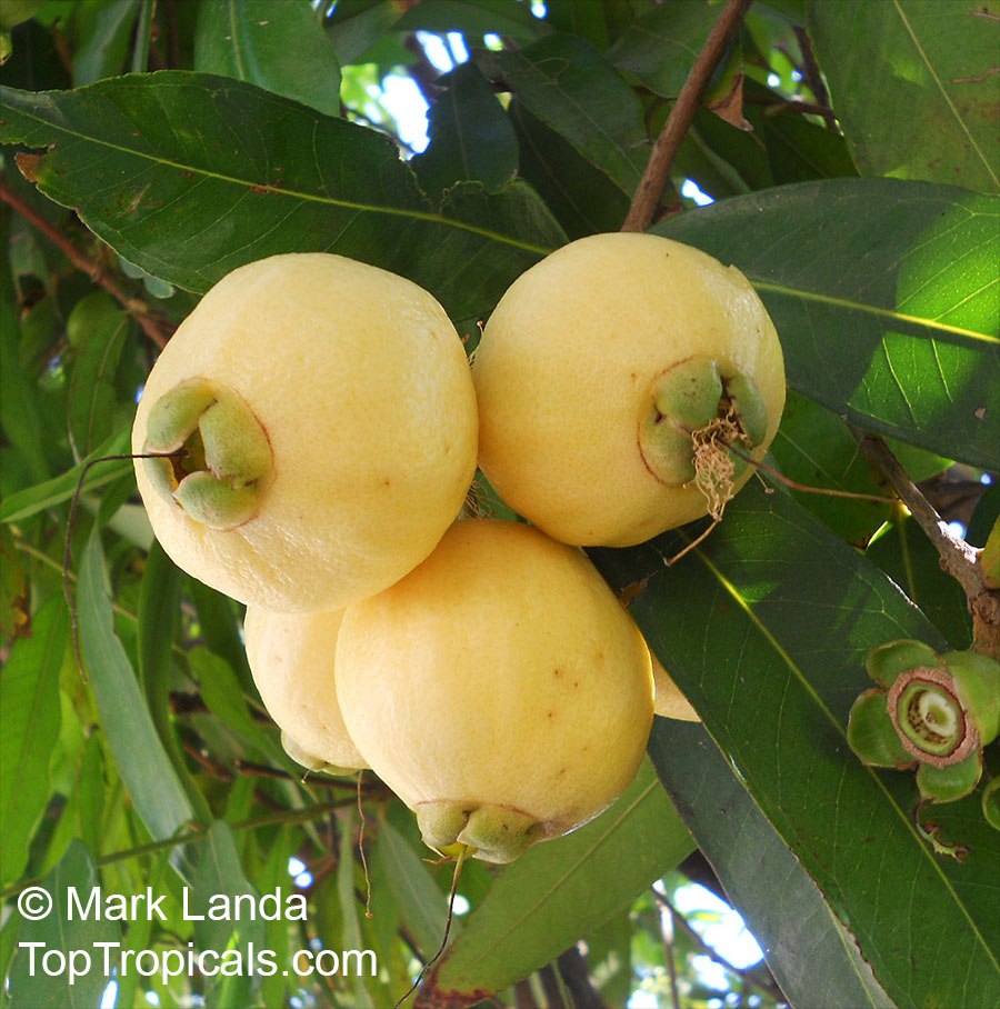 Syzygium jambos - Rose Apple, fruit on a tree