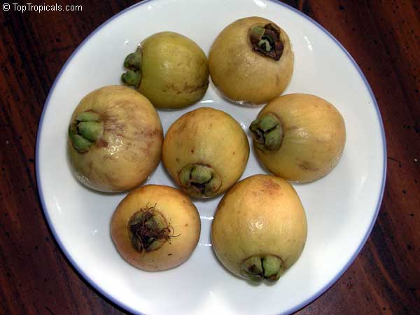 Syzygium jambos - Rose Apple, fruit on a plate