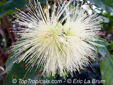 Syzygium jambos - Rose Apple, flowers