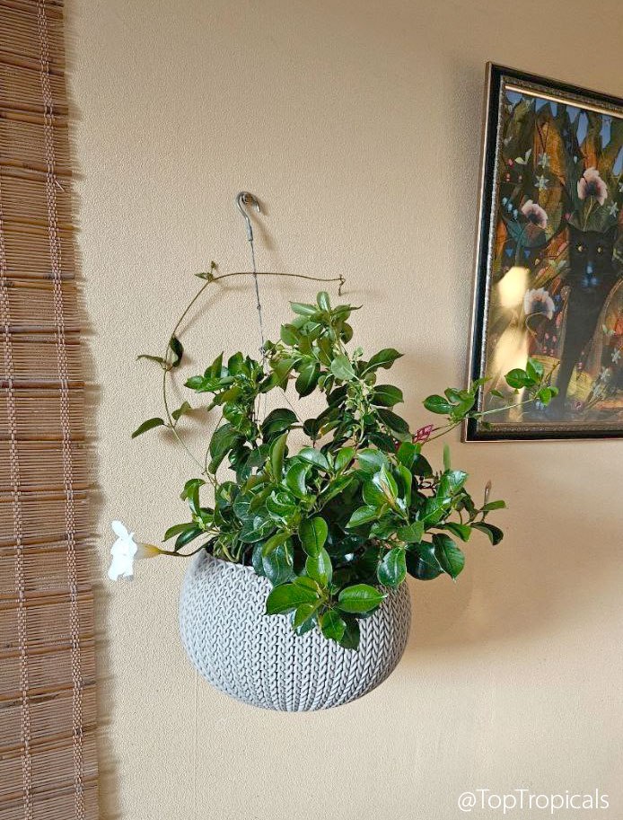 Mandevilla indoors