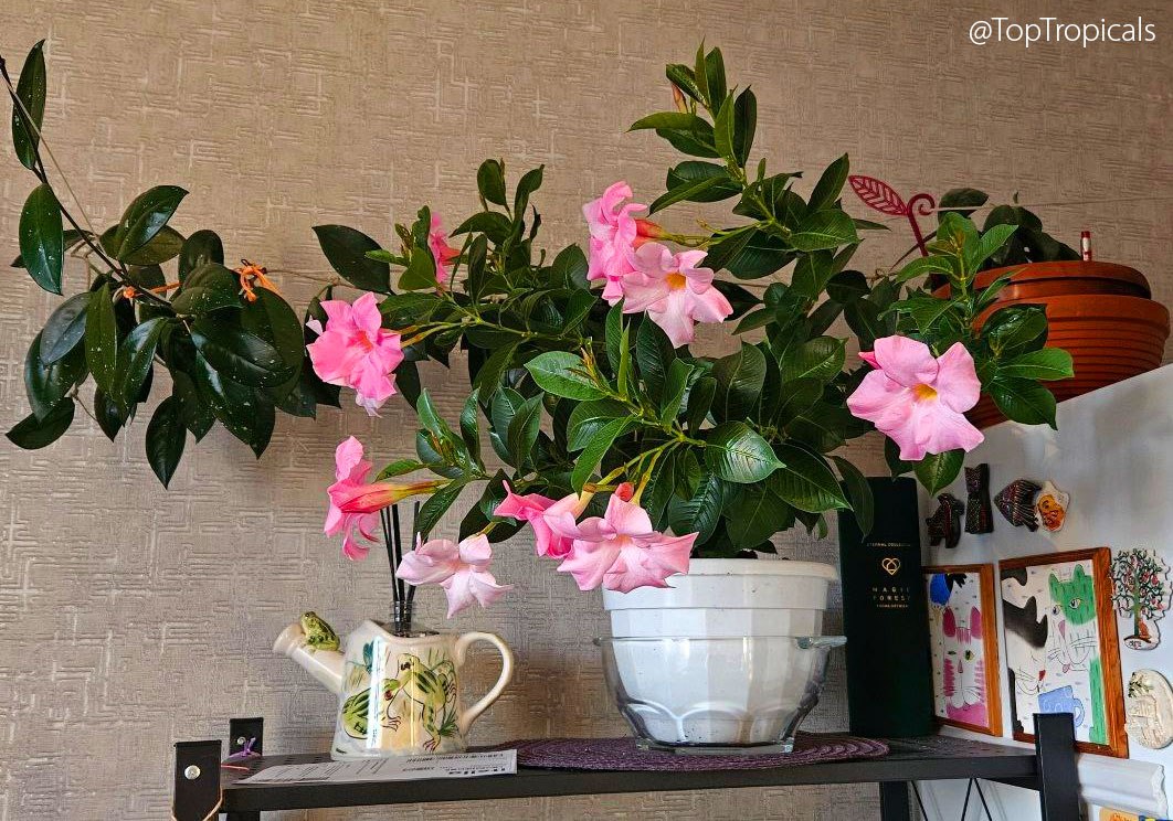 Mandevilla indoors