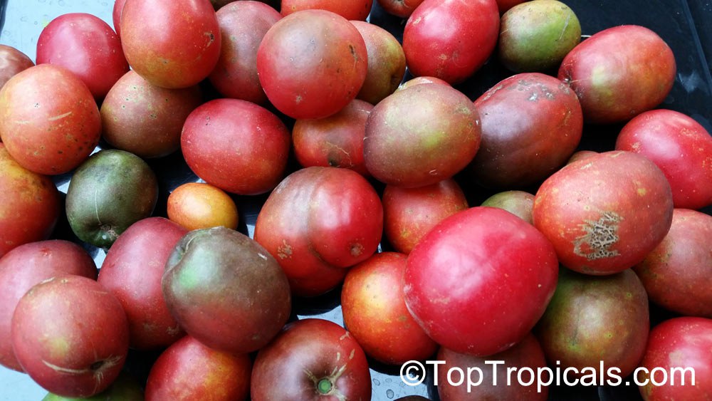 Spondias purpurea - Hog Plum, Mombin, Jocote, Ciruela - fruit