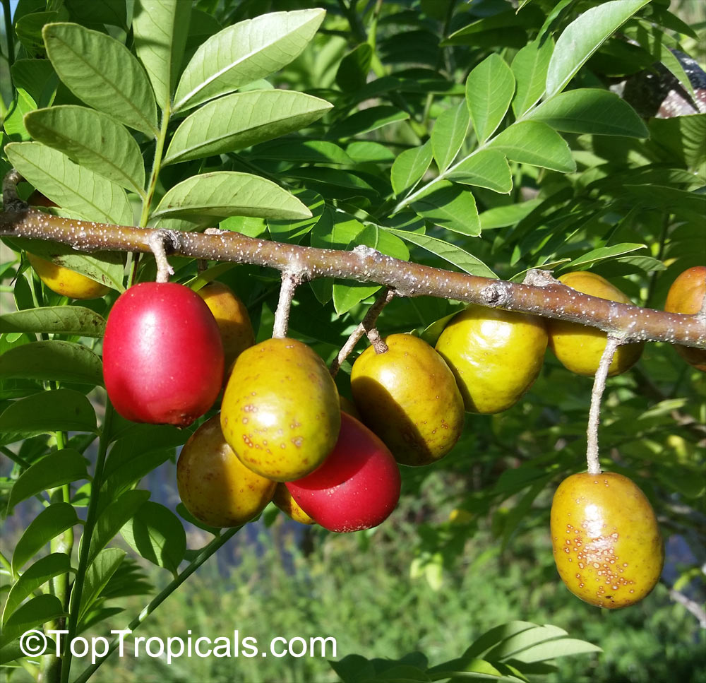 Spondias purpurea - Hog Plum, Mombin, Jocote, Ciruela - fruit on a tree