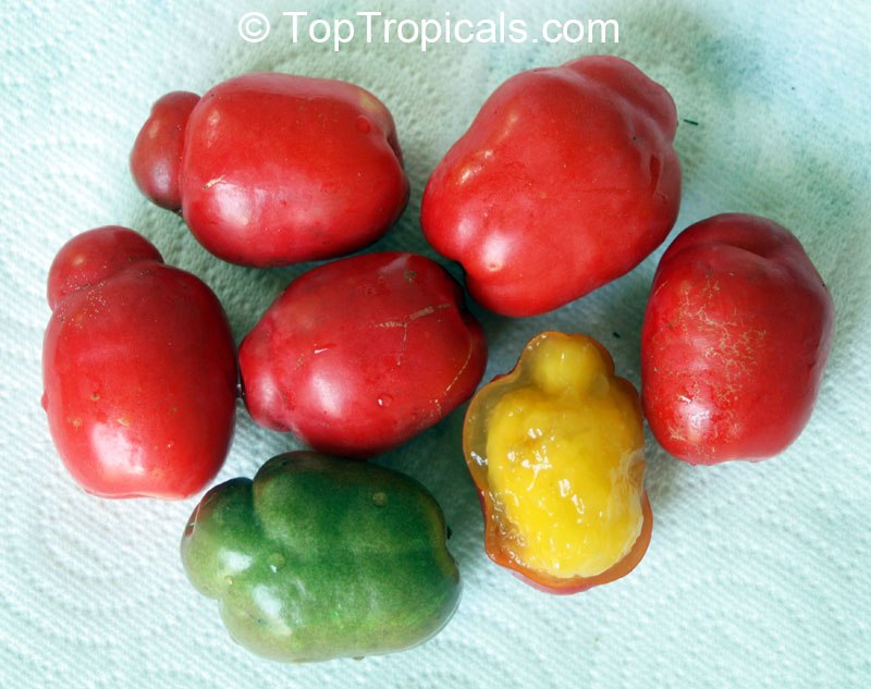 Spondias purpurea - Hog Plum, Mombin, Jocote, Ciruela - fruit