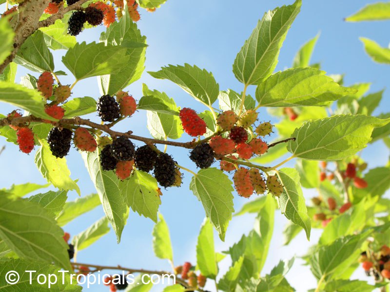 Dwarf Everbearing or Dwarf Issai Mulberry