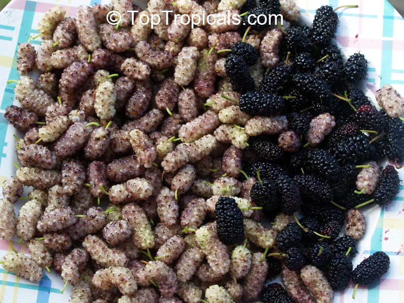 White Mulberry and Shangri-La Mulberry