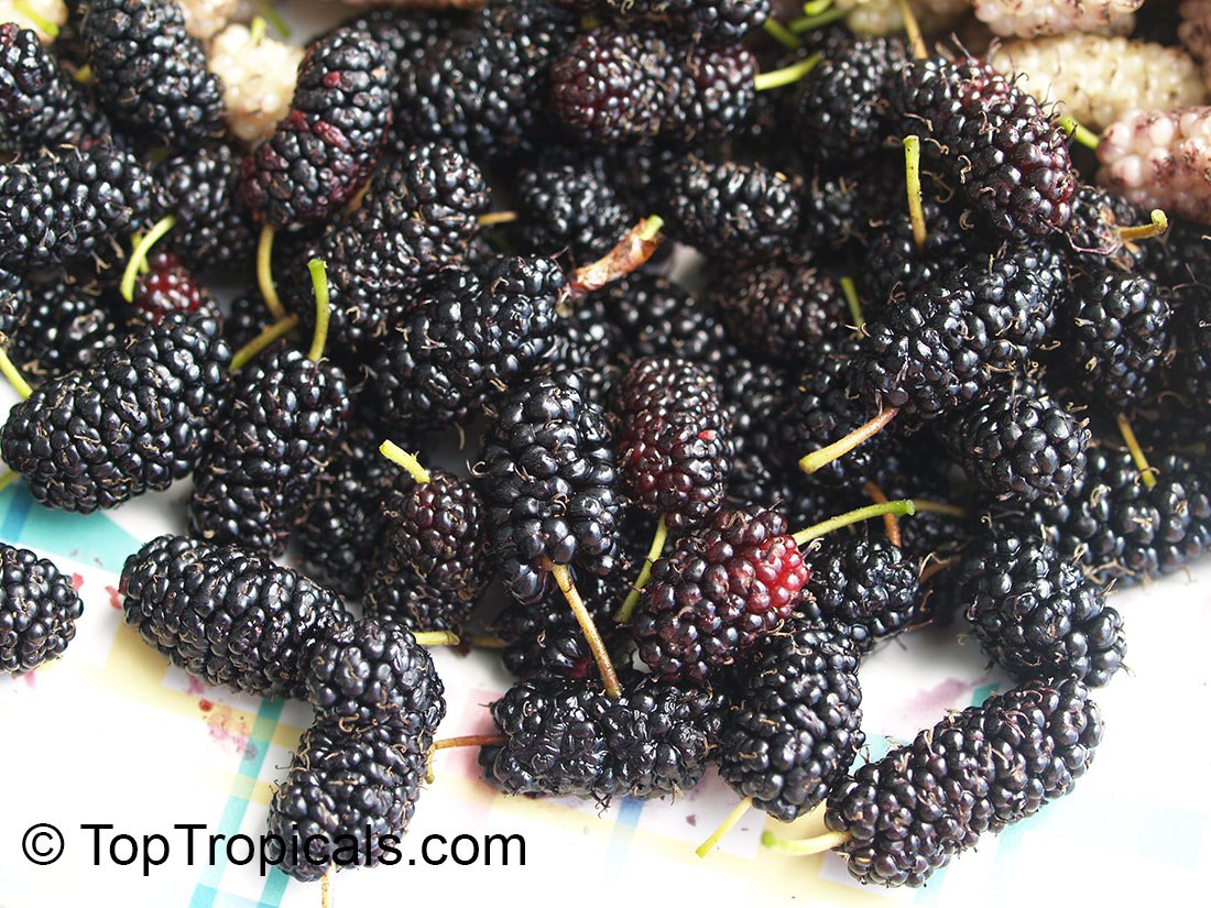 Florida Giant Mulberry