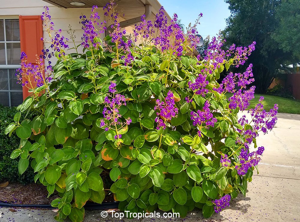 Tibouchina multiflora (grandifolia) - Glory bush, Quaresmeira