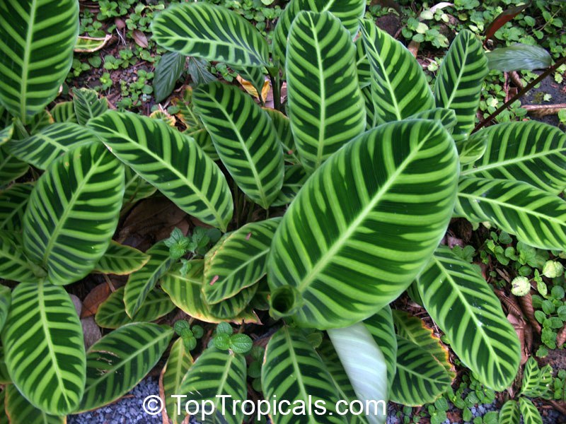 Calathea zebrina - Zebra Plant