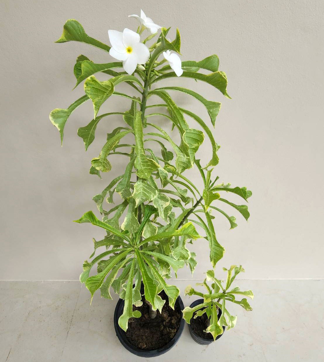 Plumeria pudica variegata - Snow Bridal Bouquet, White Arrow Leaf 