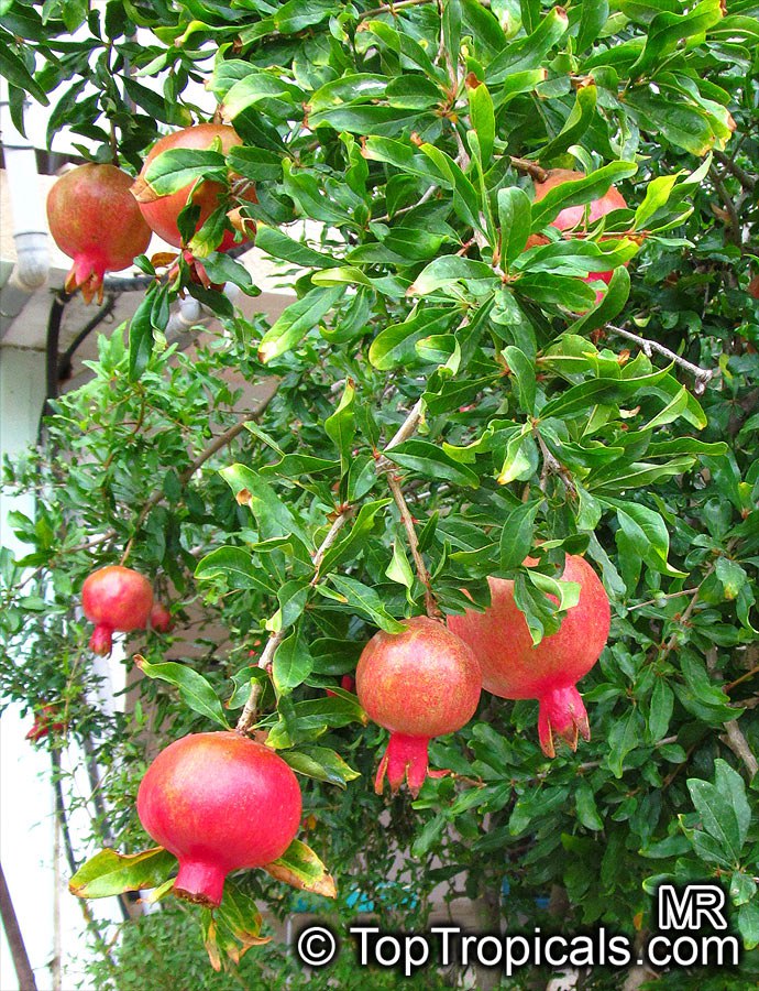 Pomegranate (Punica granatum)