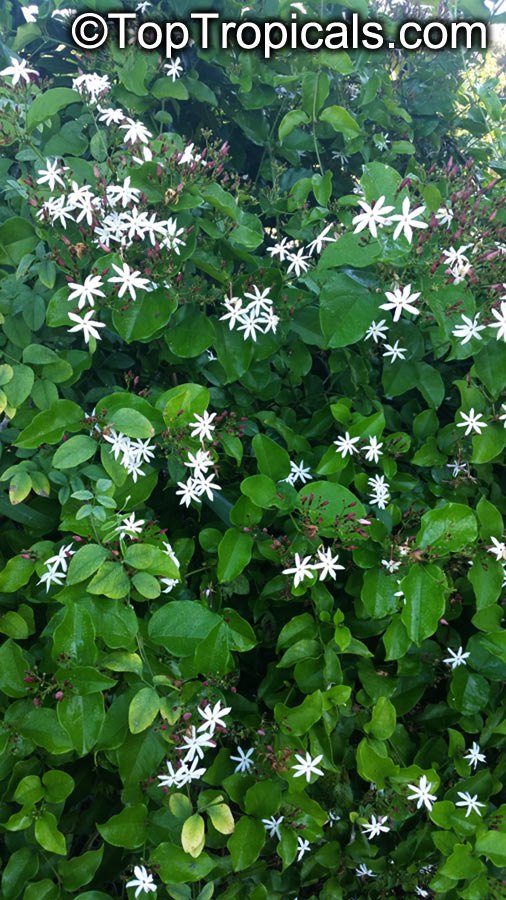 Jasminum dichotomum - Rose Bud Jasmine, Everblooming Jasmine