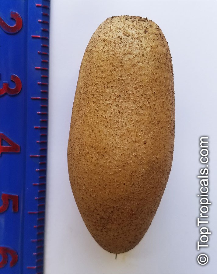 Sapodilla Thai Browny, Achras (manilkara) zapota